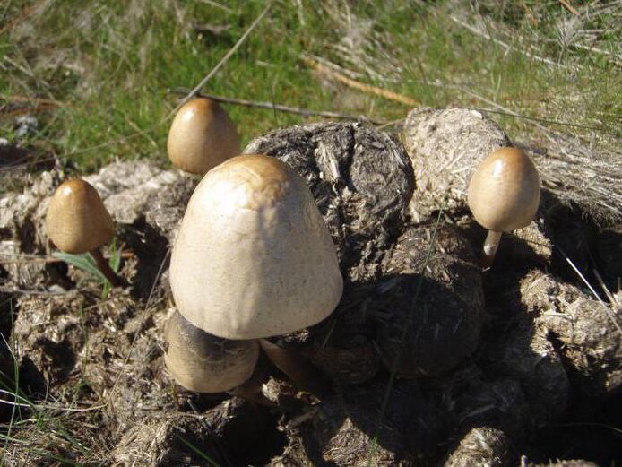 Grybų šukės